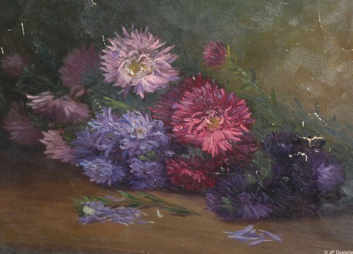Reines marguerites 