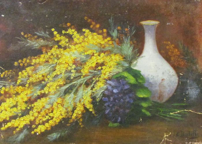 Mimosa