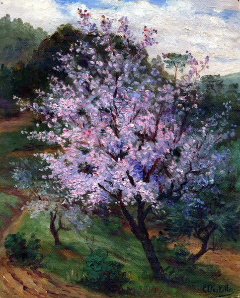 Prunus
