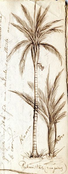 Nouvelle-Calédonie - Palmistes